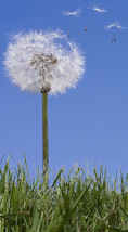 Dandelion